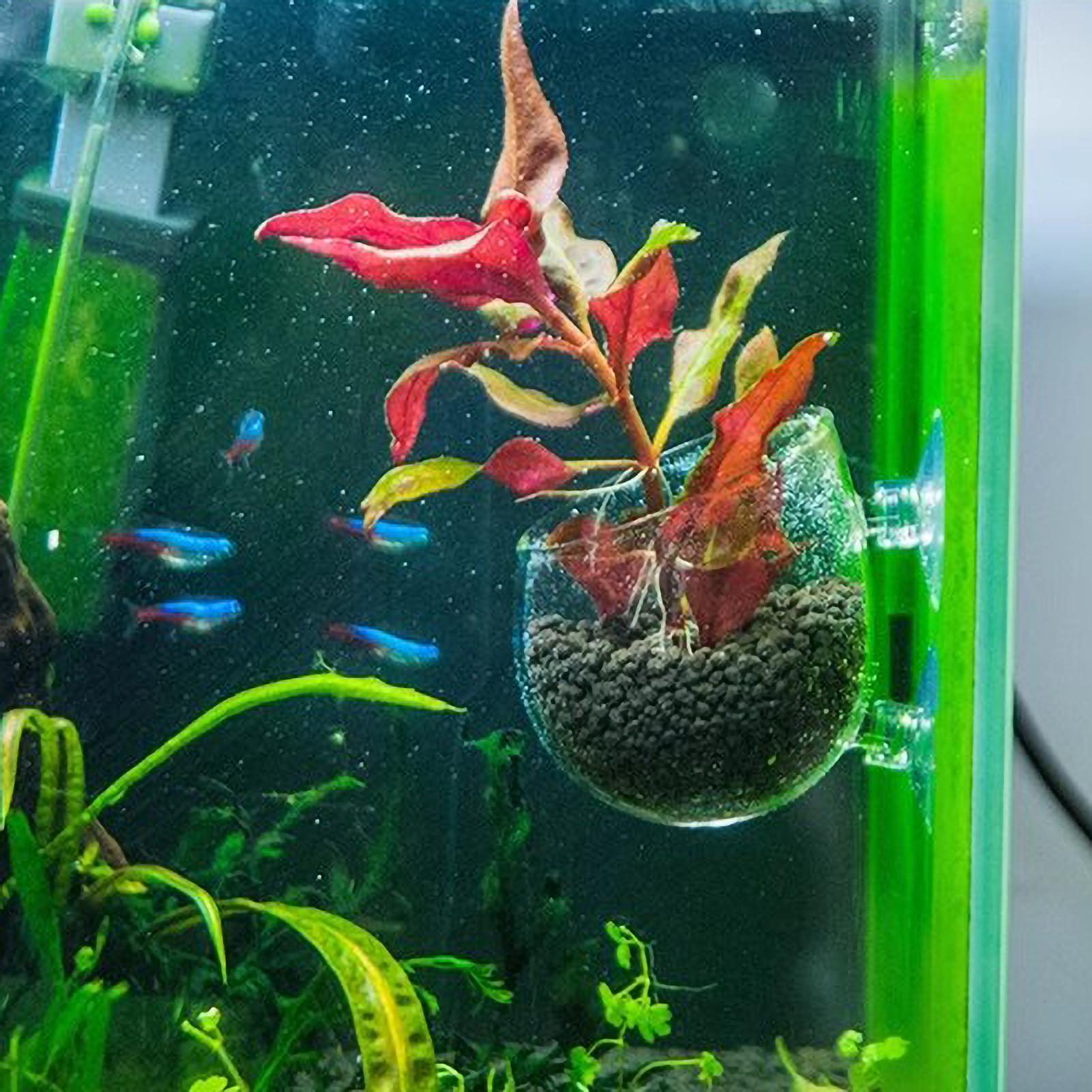 Aquarium Plant Holder Glass Aq - Marine Aquarium Live 评论和价格
