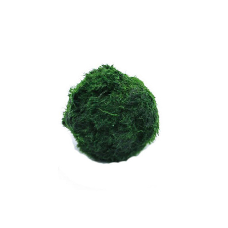 Marimo Moss Balls Live Aquariu - Marine Aquarium Live 评论和价格