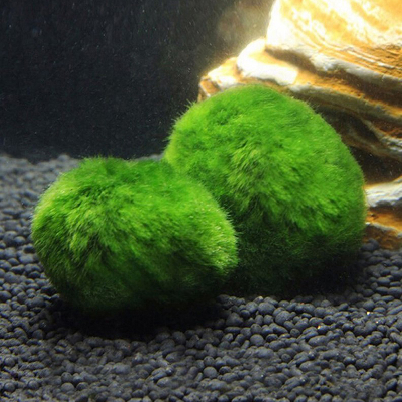 Marimo Moss Balls Live Aquariu - Marine Aquarium Live 评论和价格