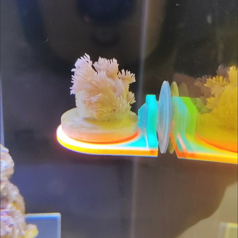 Color Random Coral Frag Holder - Marine Aquarium Live 评论和价格